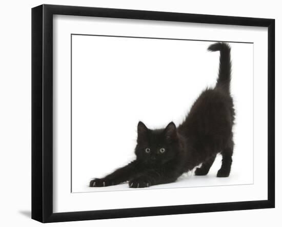 Fluffy Black Kitten, 9 Weeks, Stretching-Mark Taylor-Framed Premium Photographic Print
