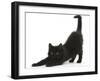 Fluffy Black Kitten, 9 Weeks, Stretching-Mark Taylor-Framed Premium Photographic Print