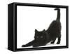 Fluffy Black Kitten, 9 Weeks, Stretching-Mark Taylor-Framed Stretched Canvas