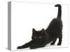 Fluffy Black Kitten, 9 Weeks, Stretching-Mark Taylor-Stretched Canvas