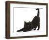 Fluffy Black Kitten, 9 Weeks, Stretching-Mark Taylor-Framed Photographic Print