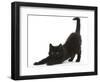 Fluffy Black Kitten, 9 Weeks, Stretching-Mark Taylor-Framed Photographic Print