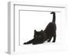 Fluffy Black Kitten, 9 Weeks, Stretching-Mark Taylor-Framed Photographic Print