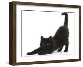 Fluffy Black Kitten, 9 Weeks, Stretching-Mark Taylor-Framed Photographic Print