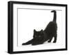 Fluffy Black Kitten, 9 Weeks, Stretching-Mark Taylor-Framed Photographic Print