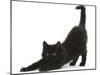 Fluffy Black Kitten, 9 Weeks, Stretching-Mark Taylor-Mounted Photographic Print