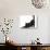 Fluffy Black Kitten, 9 Weeks, Stretching-Mark Taylor-Photographic Print displayed on a wall