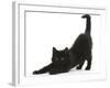 Fluffy Black Kitten, 9 Weeks, Stretching-Mark Taylor-Framed Photographic Print