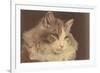 Fluffy Cat-null-Framed Premium Giclee Print