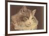 Fluffy Cat-null-Framed Premium Giclee Print