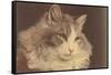 Fluffy Cat-null-Framed Stretched Canvas