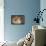 Fluffy Cat-null-Framed Stretched Canvas displayed on a wall