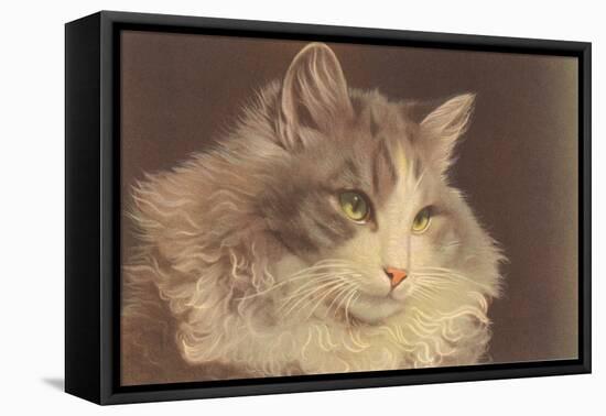 Fluffy Cat-null-Framed Stretched Canvas