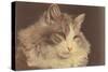 Fluffy Cat-null-Stretched Canvas