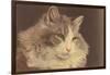 Fluffy Cat-null-Framed Art Print