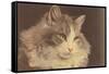 Fluffy Cat-null-Framed Stretched Canvas