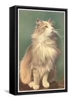 Fluffy Cat-null-Framed Stretched Canvas