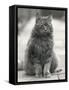 Fluffy Domestic Cat Sitting on the Pavement-Thomas Fall-Framed Stretched Canvas