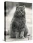 Fluffy Domestic Cat Sitting on the Pavement-Thomas Fall-Stretched Canvas