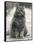 Fluffy Domestic Cat Sitting on the Pavement-Thomas Fall-Framed Stretched Canvas