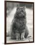 Fluffy Domestic Cat Sitting on the Pavement-Thomas Fall-Framed Photographic Print