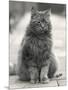 Fluffy Domestic Cat Sitting on the Pavement-Thomas Fall-Mounted Photographic Print