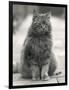 Fluffy Domestic Cat Sitting on the Pavement-Thomas Fall-Framed Photographic Print