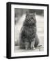 Fluffy Domestic Cat Sitting on the Pavement-Thomas Fall-Framed Photographic Print