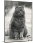 Fluffy Domestic Cat Sitting on the Pavement-Thomas Fall-Mounted Photographic Print