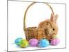 Fluffy Foxy Rabbit in Basket with Easter Eggs-Yastremska-Mounted Photographic Print