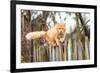 Fluffy Ginger Tabby Cat Walking on Old Wooden Fence-lkoimages-Framed Photographic Print