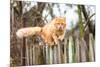 Fluffy Ginger Tabby Cat Walking on Old Wooden Fence-lkoimages-Mounted Photographic Print