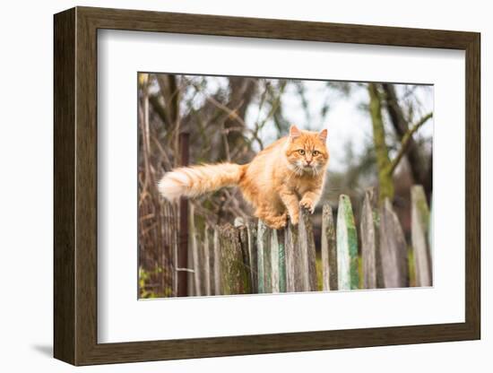 Fluffy Ginger Tabby Cat Walking on Old Wooden Fence-lkoimages-Framed Photographic Print