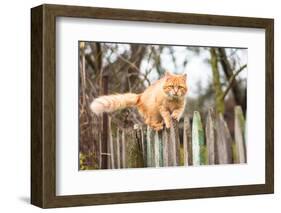 Fluffy Ginger Tabby Cat Walking on Old Wooden Fence-lkoimages-Framed Photographic Print