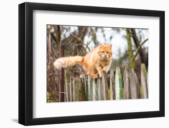 Fluffy Ginger Tabby Cat Walking on Old Wooden Fence-lkoimages-Framed Photographic Print