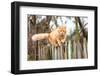 Fluffy Ginger Tabby Cat Walking on Old Wooden Fence-lkoimages-Framed Photographic Print