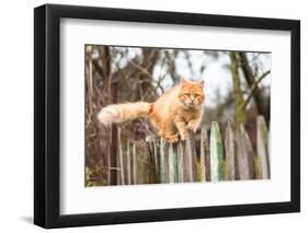 Fluffy Ginger Tabby Cat Walking on Old Wooden Fence-lkoimages-Framed Photographic Print