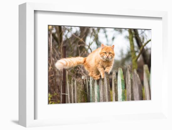 Fluffy Ginger Tabby Cat Walking on Old Wooden Fence-lkoimages-Framed Photographic Print