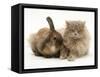 Fluffy Grey Cat Cuddled up with Dwarf Lionhead Rabbit-Jane Burton-Framed Stretched Canvas