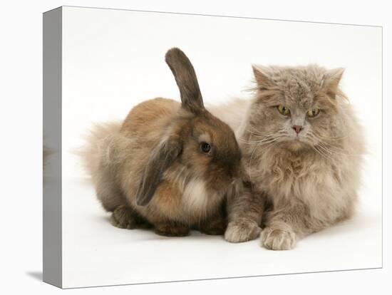 Fluffy Grey Cat Cuddled up with Dwarf Lionhead Rabbit-Jane Burton-Stretched Canvas