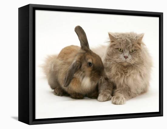 Fluffy Grey Cat Cuddled up with Dwarf Lionhead Rabbit-Jane Burton-Framed Stretched Canvas