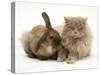 Fluffy Grey Cat Cuddled up with Dwarf Lionhead Rabbit-Jane Burton-Stretched Canvas