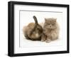 Fluffy Grey Cat Cuddled up with Dwarf Lionhead Rabbit-Jane Burton-Framed Premium Photographic Print