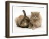 Fluffy Grey Cat Cuddled up with Dwarf Lionhead Rabbit-Jane Burton-Framed Photographic Print