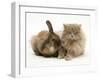 Fluffy Grey Cat Cuddled up with Dwarf Lionhead Rabbit-Jane Burton-Framed Photographic Print