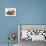 Fluffy Grey Cat Cuddled up with Dwarf Lionhead Rabbit-Jane Burton-Mounted Photographic Print displayed on a wall