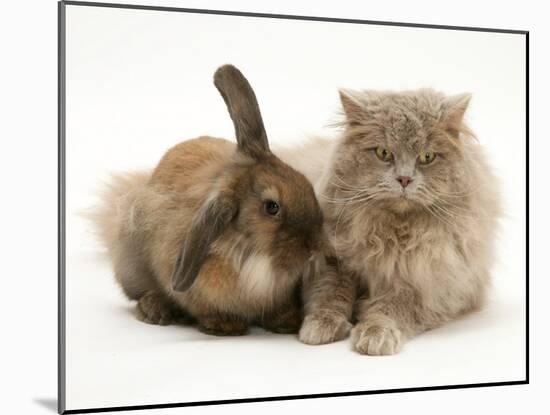 Fluffy Grey Cat Cuddled up with Dwarf Lionhead Rabbit-Jane Burton-Mounted Photographic Print