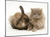 Fluffy Grey Cat Cuddled up with Dwarf Lionhead Rabbit-Jane Burton-Mounted Photographic Print