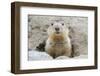 Fluffy Head and Torso Groundhog without Shadow on the Background of the Steppe Soil-Owsigor-Framed Photographic Print