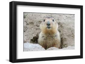 Fluffy Head and Torso Groundhog without Shadow on the Background of the Steppe Soil-Owsigor-Framed Photographic Print